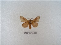 藏品(銀肩枯葉蛾)的圖片